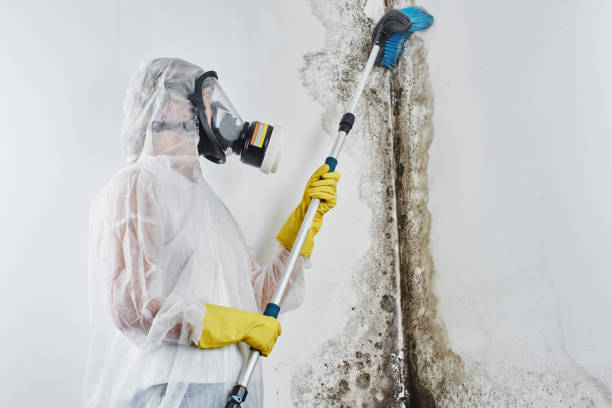 Best Fast Mold Removal  in Upper Saddle River, NJ