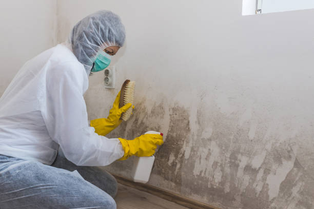 Best Emergency Mold Removal  in Upper Saddle River, NJ