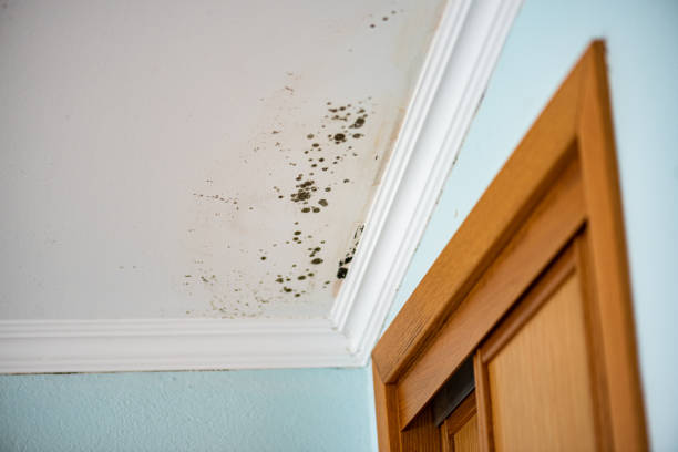 Best Office Mold Removal Services  in Upper Saddle River, NJ