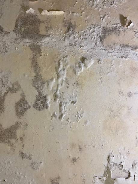 Best Mold Removal Near Me  in Upper Saddle River, NJ