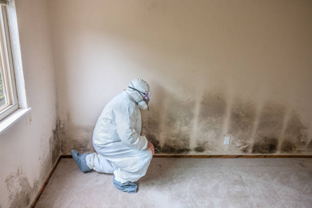 Best Toxic Mold Removal  in Upper Saddle River, NJ
