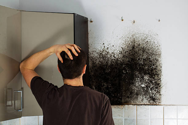 Best Local Mold Removal Service  in Upper Saddle River, NJ